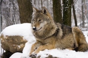 gray-wolf-canis-lupus-in-winter