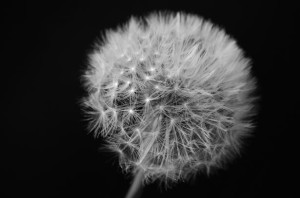 dandelion-on-black-background