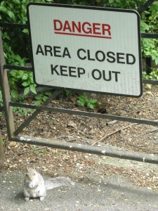Ok, so I was not going that way! This squirrel looks serious! Glasgow Botanical Gardens, Scotland.